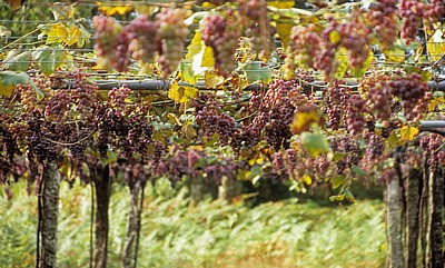 Jakobsweg (Caminho Português): Auf dem Weg nach O Pino - Weinreben (Vitis vinifera) - Galicia