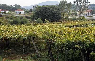 Jakobsweg (Caminho Português): Auf dem Weg nach O Pino - Weinberge - Galicia