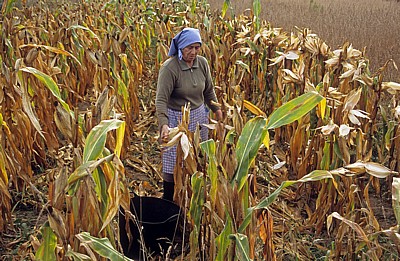 Jakobsweg (Caminho Português): Auf dem Weg nach O Pino – Bäuerin bei der Maisernte - Galicia