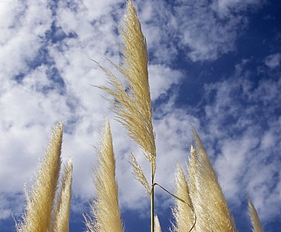 Jakobsweg (Caminho Português): Auf dem Weg nach Pontecesures - Pampasgras (Cortaderia selloana) - Galicia