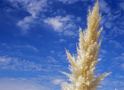 Jakobsweg (Caminho Português): Auf dem Weg nach Pontecesures - Pampasgras (Cortaderia selloana) - Galicia