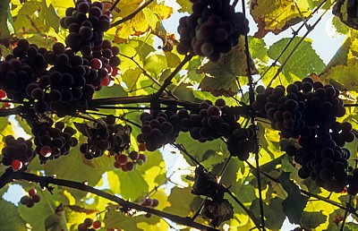 Jakobsweg (Caminho Português): Weinreben (Vitis vinifera) - Angueira de Suso