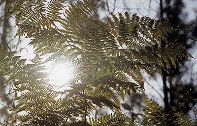 Jakobsweg (Camino a Fisterra): Adlerfarn (Pteridium aquilinum) - Galicia