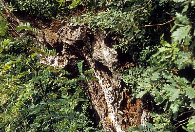 Jakobsweg (Camino a Fisterra): Baumstamm - Galicia