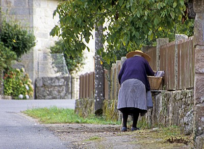 Jakobsweg (Camino a Fisterra): Eine Dorfbewohnerin begutachtet Äpfel für die Pilger - Susavila de Carballo