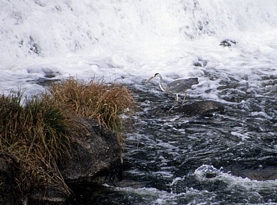 Jakobsweg (Camino a Fisterra): Río Tambre – Graureiher (Ardea cinerea) - Ponte Maceira