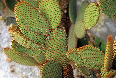 Jakobsweg (Camino a Fisterra): Kaktus (Opuntia rufida) - Ponte Maceira