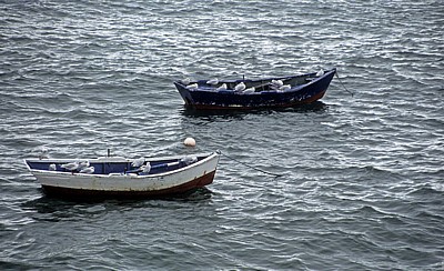 Jakobsweg (Camino a Fisterra): Fischerboote mit Lachmöwen (Larus ridibundus) - Corcubión