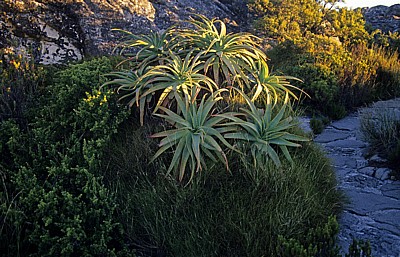 Tafelberg: Echte Aloen (Aloe vera) - Kapstadt