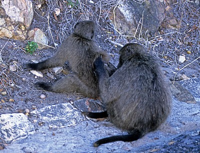 Bärenpaviane (Papio ursinus) - Cape of Good Hope Nature Reserve