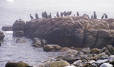 Kapkormorane (Phalacrocorax capensis) - Cape of Good Hope Nature Reserve