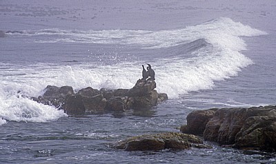 Kapkormorane (Phalacrocorax capensis) - Cape of Good Hope Nature Reserve