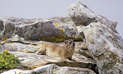 Klippschliefer (Procavia capensis) - Cape of Good Hope Nature Reserve