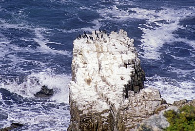 Kapkormorane (Phalacrocorax capensis) - Cape of Good Hope Nature Reserve