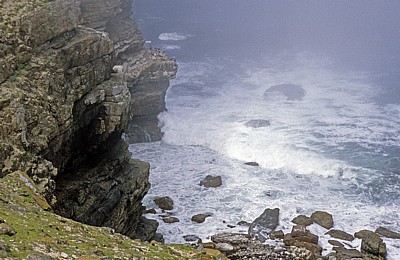 Cape of Good Hope (Kap der Guten Hoffnung): Steilküste - Cape of Good Hope Nature Reserve