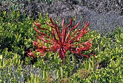 Fynbos-Gewächse - Cape of Good Hope Nature Reserve