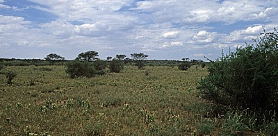 Farm Sonnleiten: Holistic Resource Management - Weidefläche - Ondekaremba
