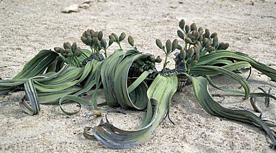 Welwitschia Drive: Welwitschia (Welvitischa mirabilis, ?) - Blütenstände - Namib