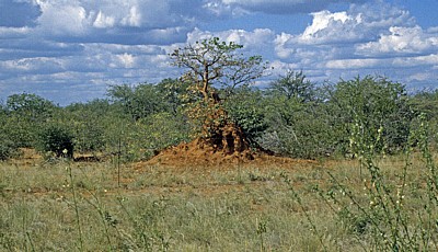Termitenhügel - Kunene