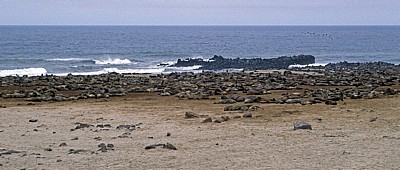 Robbenkolonie: Südafrikanische Seebären (Arctocephalus pusillus)  - Cape Cross