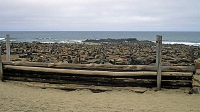 Robbenkolonie: Südafrikanische Seebären (Arctocephalus pusillus) - Cape Cross