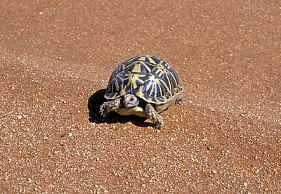 Nördliche Höcker-Landschildkröte (Psammobates tentorius verroxii) - Hardap