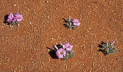 Blumen mit violetten Blüten auf der Staubpiste - Hardap