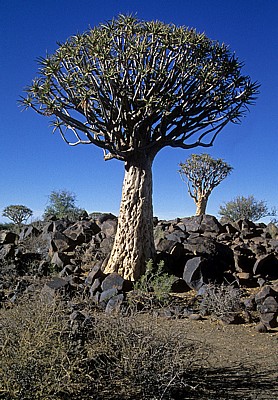 Köcherbaumwald: Köcherbäume (Aloe dichotoma) - Karas