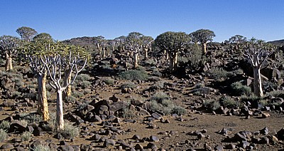 Köcherbaumwald: Köcherbäume (Aloe dichotoma) - Karas