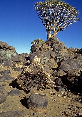 Köcherbaumwald: Köcherbäume (Aloe dichotoma) - Karas