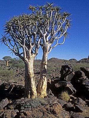 Köcherbaumwald: Köcherbäume (Aloe dichotoma) - Karas