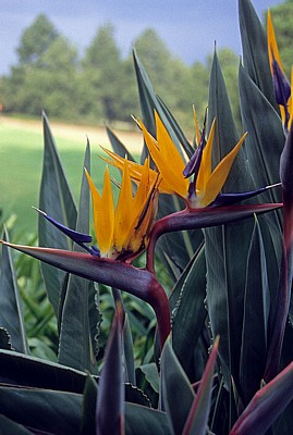 Union Buildings: Gärten – Paradiesvogelblumen (Strelitzia reginae)  - Pretoria
