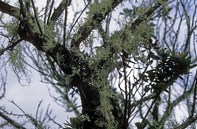 Bartflechten (Usnea) - Blyde River Canyon Nature Reserve