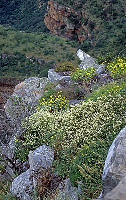 Blyde River Canyon: Vegetation - Blyde River Canyon Nature Reserve