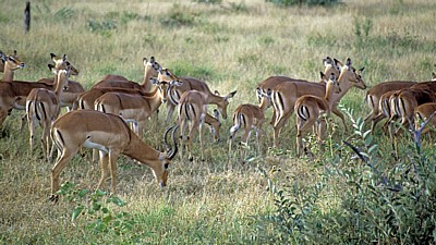 Impalas (Aepyceros melampus) - Kruger National Park