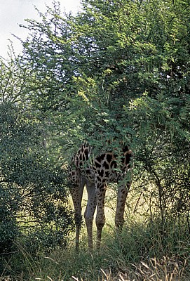 Kapgiraffe ( G. c. capensis camelopardalis giraffa): Unterer Körperteil - Kruger National Park