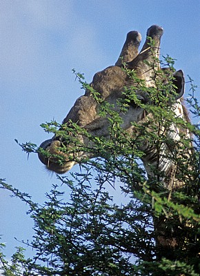 Kapgiraffe ( G. c. capensis camelopardalis giraffa): Kopf - Kruger National Park