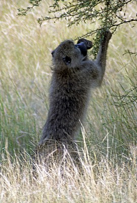 Bärenpavian (Papio ursinus) - Kruger National Park