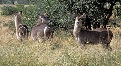 Ellipsen-Wasserböcke (Kobus ellipsiptymnus ellipsiprymnus) - Kruger National Park