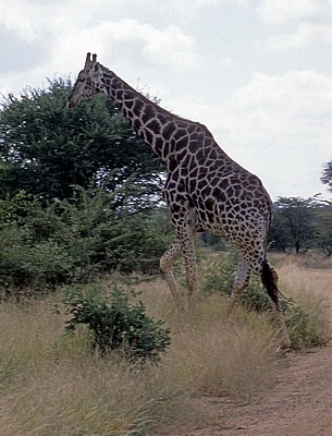 Kapgiraffe ( G. c. capensis camelopardalis giraffa) - Kruger National Park