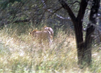 Geparden (Acinonyx jubatis) - Kruger National Park