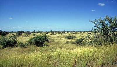 Steppenlandschaft - Kruger National Park