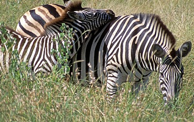 Steppenzebra (Equus quagga) mit Fohlen - Kruger National Park