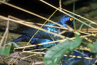 Glanzstare (Lamprotornis nitens)  - Kruger National Park