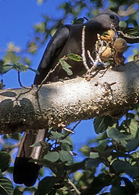 Grauer Lärmvogel (Corythaixoides concolor) - Kruger National Park