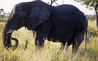 Afrikanischer Elefant (Loxodonta africana) - Kruger National Park