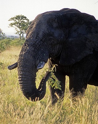 Afrikanischer Elefant (Loxodonta africana) - Kruger National Park
