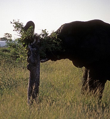 Afrikanischer Elefant (Loxodonta africana) - Kruger National Park