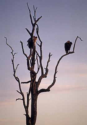 Ohrengeier (Aegypius tracheliotus) auf einem abgestorbenen Baum im Abendlicht - Kruger National Park