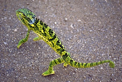 Chamäleons (Chamaeleonidae) - Kruger National Park